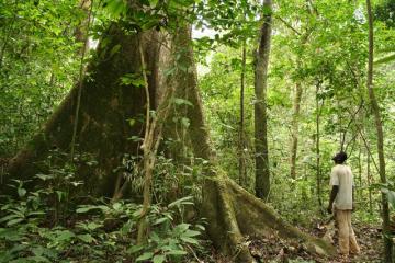 A rainforest in Gabon, the host country of the African Ministerial Conference on the Environment, which took place from 10–11 June 2017 in Libreville, the capital city (photo published on the UNEP website, copyright Alex Rouvin)